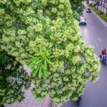 Hà Nội xem xét cắt tỉa chùm hoa sữa để giảm mùi hương