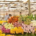 Nhật Bản chi gần 800 tỷ đồng mua hoa cúc Việt