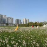 5 tọa độ ngắm cỏ lau đẹp như tranh ở Hà Nội, có nơi còn là điểm cắm trại lý tưởng