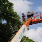 Hà Nội bắt đầu cắt tỉa hoa sữa