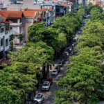 Hà Nội lấy ý kiến người dân về việc di chuyển cây hoa sữa