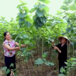 Xây dựng mô hình phát triển kinh tế gắn với chương trình mục tiêu để giảm nghèo